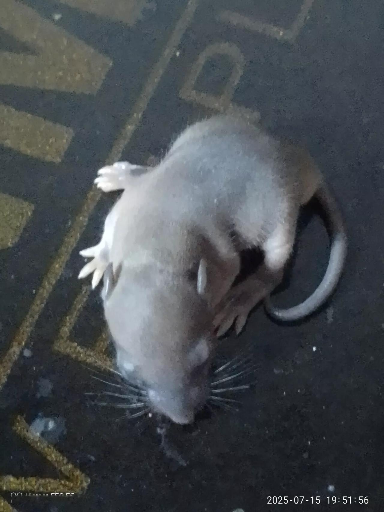 前段时间捡了一只小猫，养了一段时间，养死了，今天在出租屋门外面捡到一只小老鼠，看