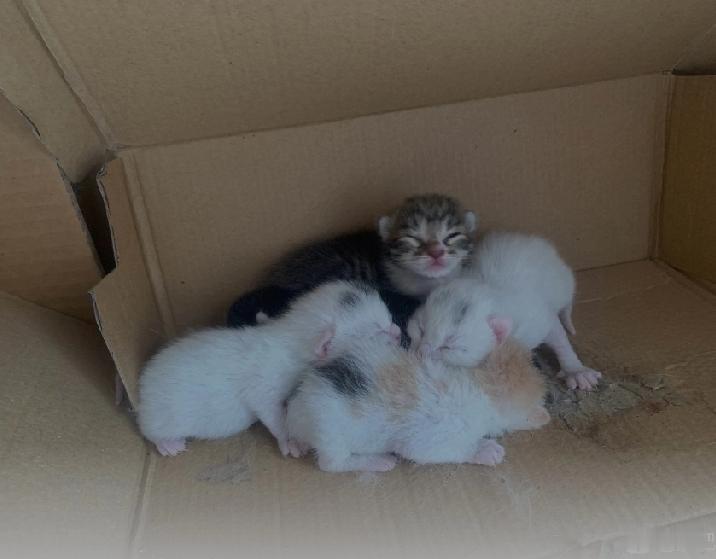 我家的狸花猫下了五只小猫崽，因为养不了这么多，就在小猫崽断奶的以后陆陆续续送出去