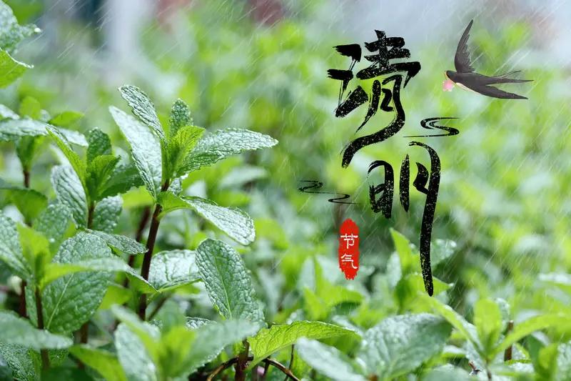 清明节可是个“身兼两职”，既是节气又是节日的传统日子，它的习俗就像一个装满宝藏的