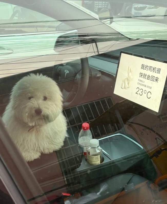 我的司机很快就会回来~哈哈哈哈配上这个宠物模式也太可爱了！