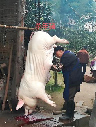 最近看到这样一条新闻：说是临近年关了，在老家的父母杀了年猪，喊城里的儿子儿媳回