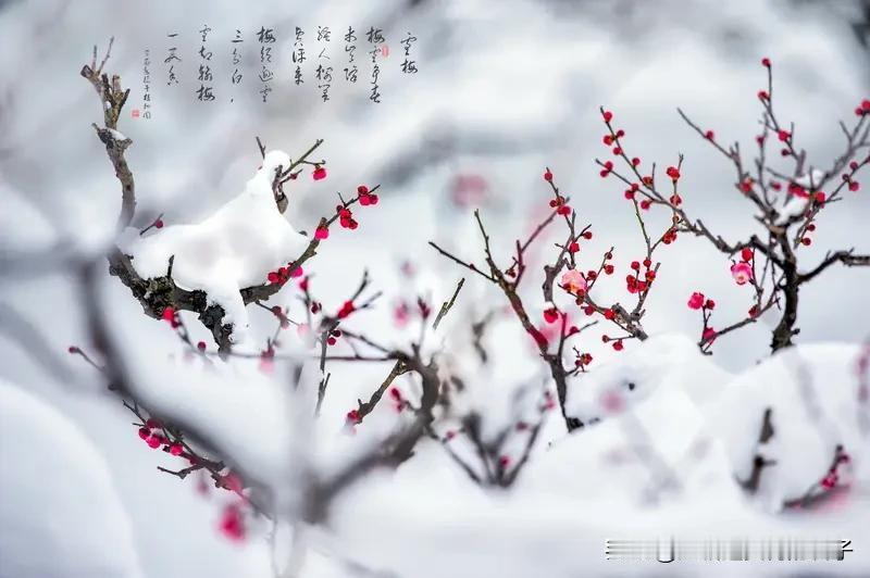 “雪吻梅花共白首”，这上联太妙了，把雪与梅的互动写得浪漫又有意境，仿佛能看到寒夜