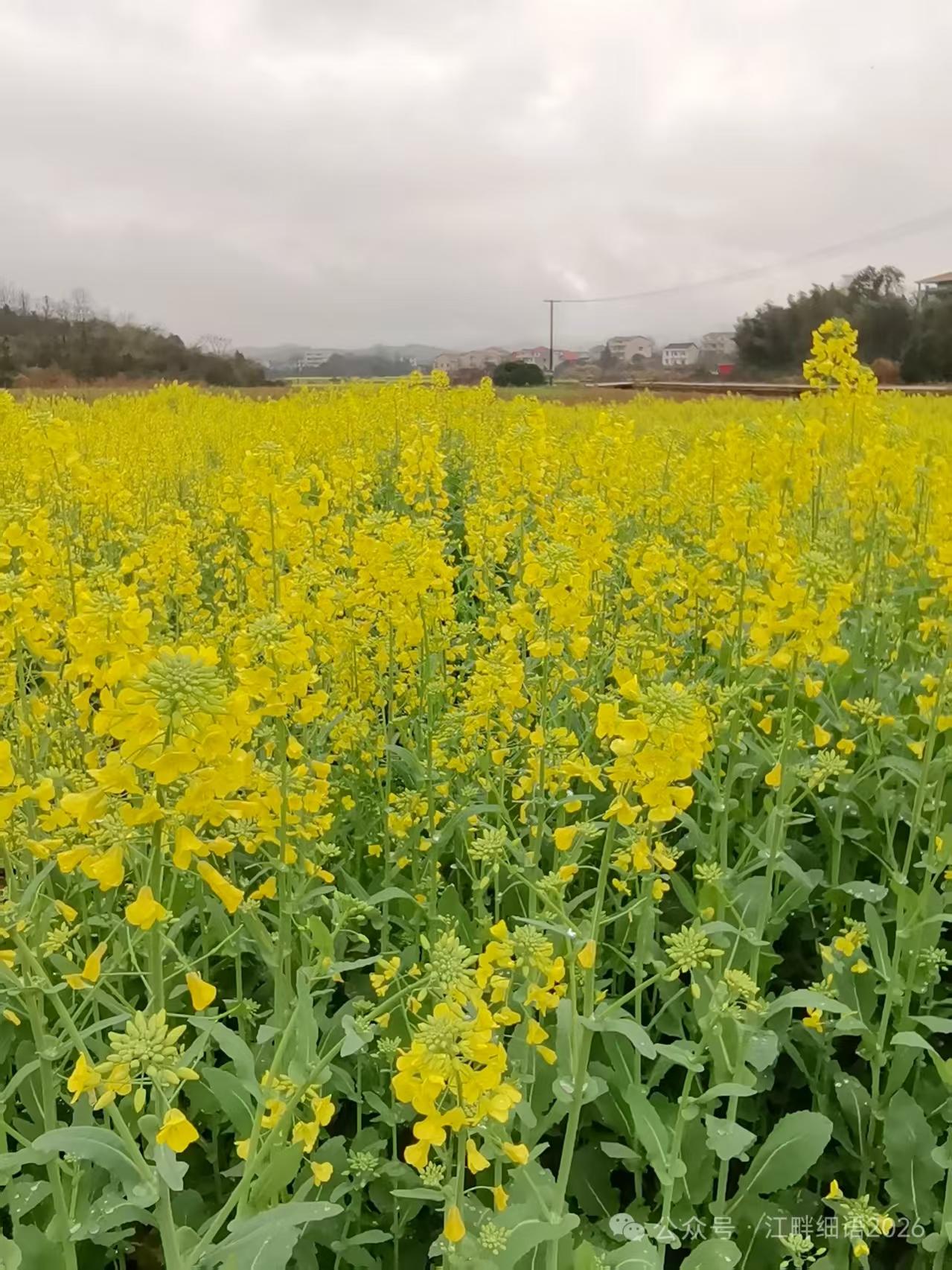 天净沙·油菜花平畴万里金黄，轻风十里幽香，蝶舞蜂飞景旺。娇姿怒放，田园