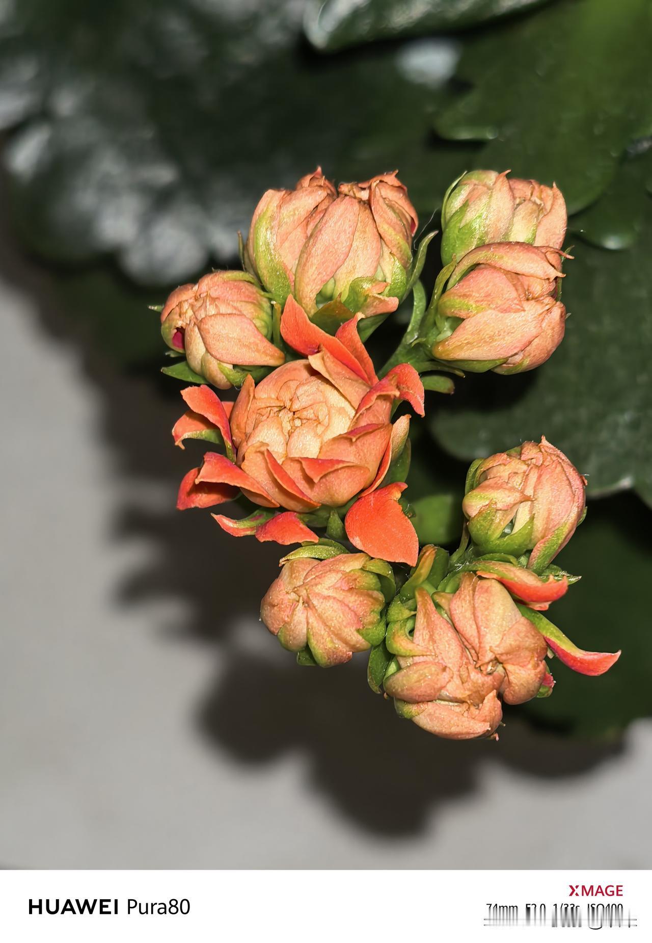 千呼万唤，我的长寿花终于开始开花了。一如既往超级大朵，火红火红的如云似霞。