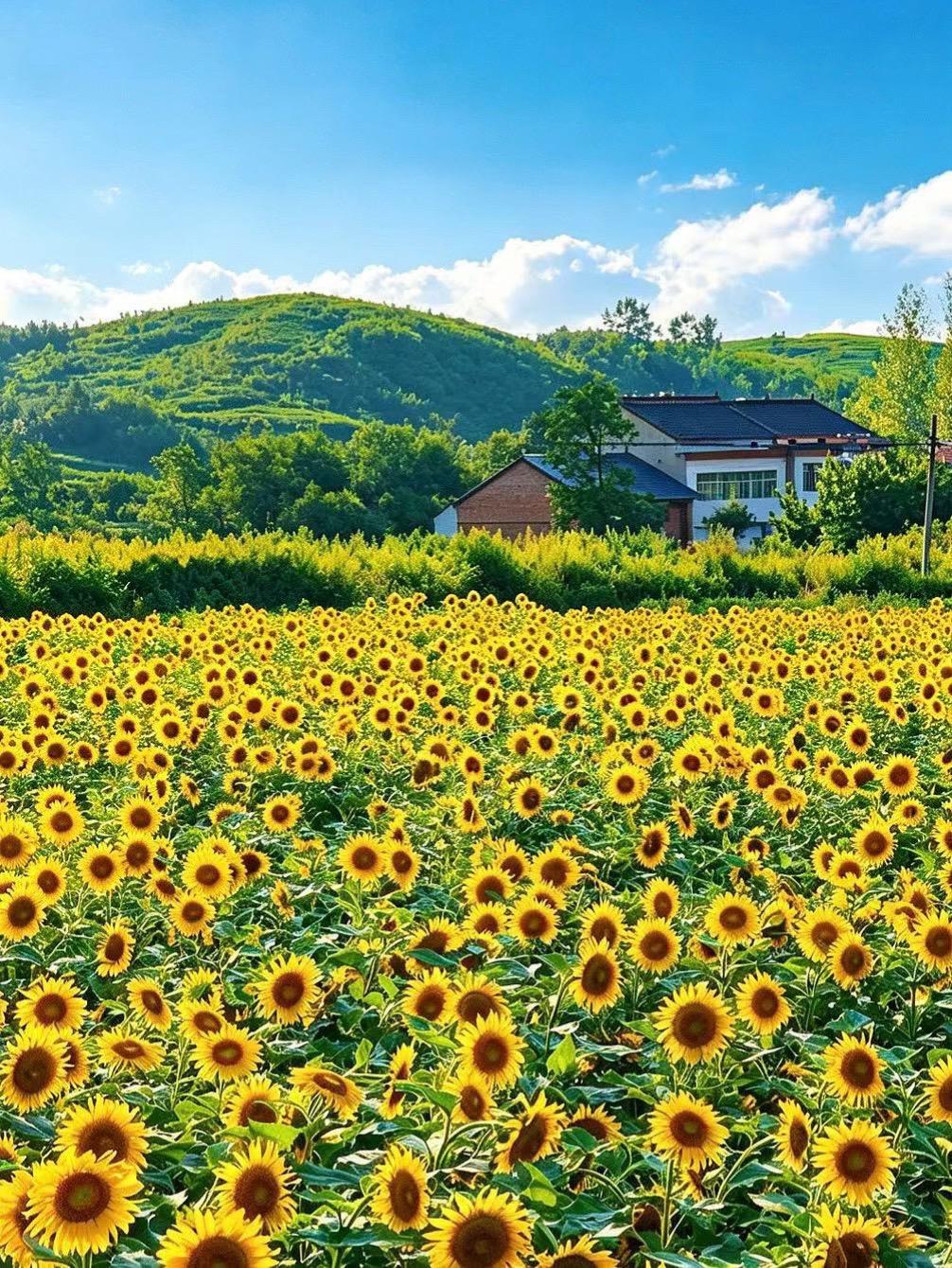 西安一日🌻牛心峪！藏在秦岭下的向日葵花。看多了秦岭爬山徒步，周末想换...