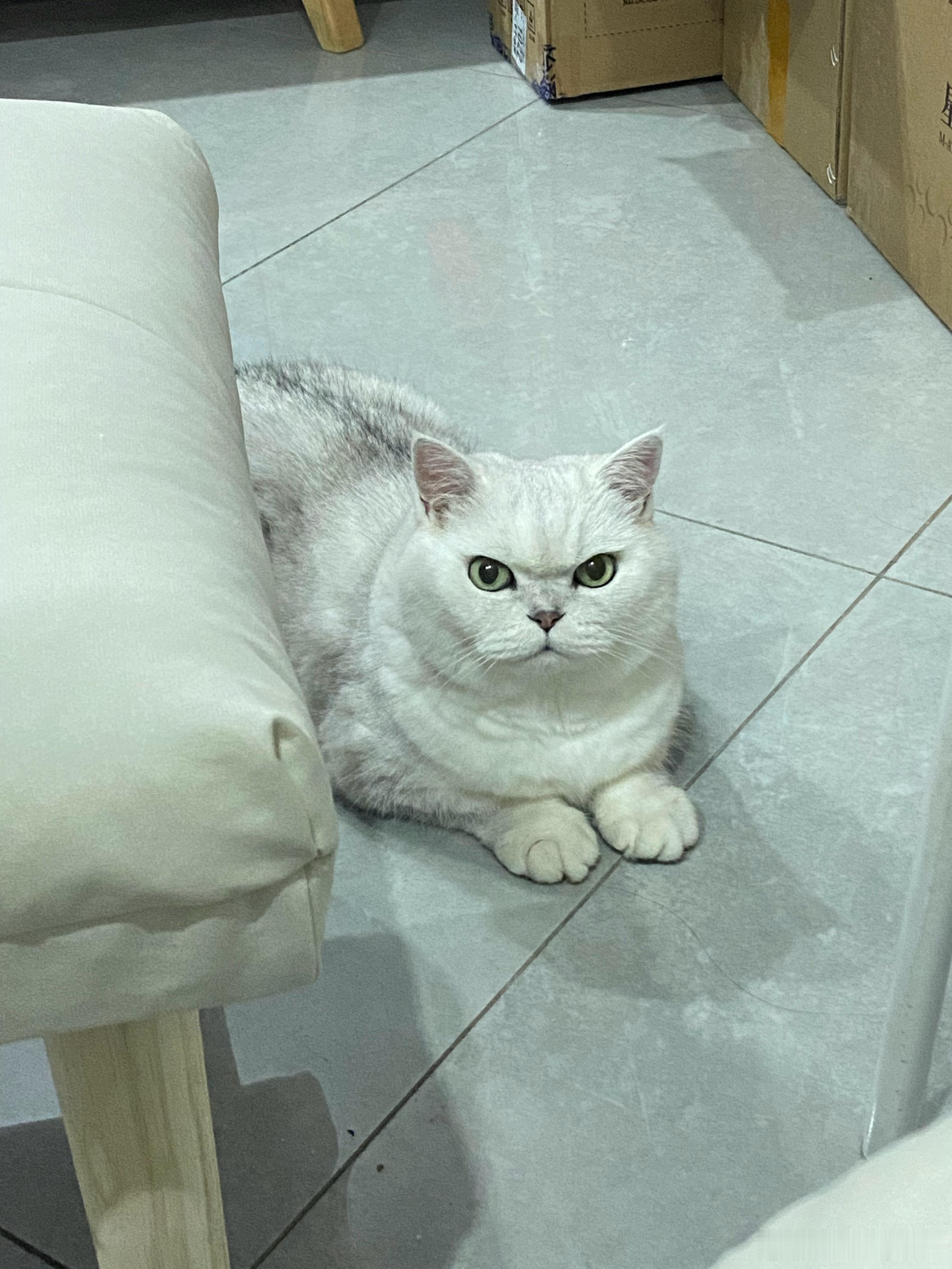 “长胖了ee”猫咪一个亿​​​