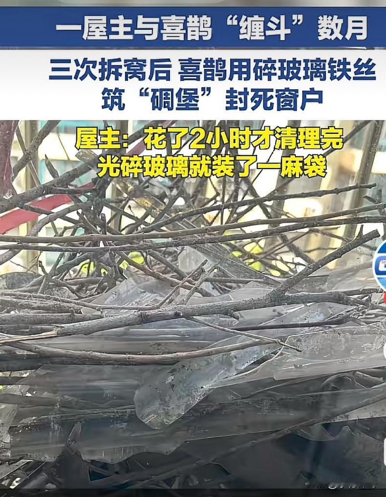 惹谁别惹喜鹊！山东青岛，喜鹊在厨房窗外筑巢，屋主怕影响自己出租房子，随手就给拆了