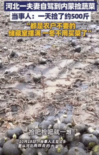 河北有对夫妻去内蒙古玩，路上看见路边地里堆着白菜土豆。他们下车问问能不能捡，农