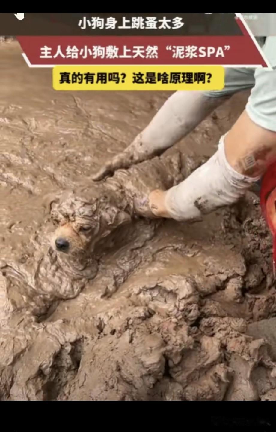 四川，小狗深受跳蚤困扰，浑身痒得不行。主人灵机一动，找来天然泥浆，细致地给它敷满