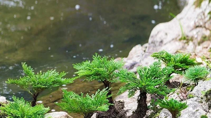 3种案头小绿植, 摆在桌面上, 养眼又雅致