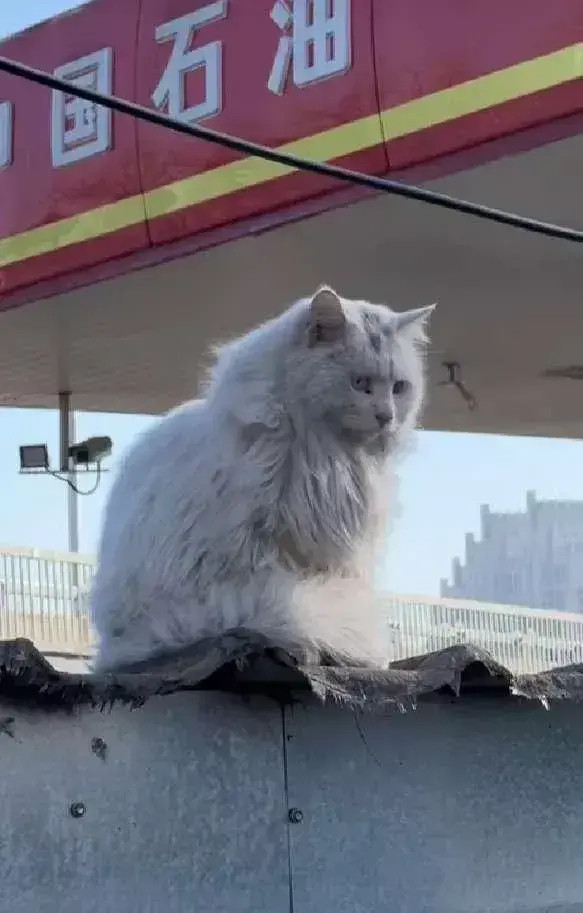 在我们上班不远的地方，有一个加油站，每次去加油时，都会看到加油站旁边一矮墙上，坐