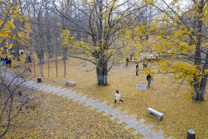 冬日生活打卡季冬日看银杏，真是一场视觉盛宴。在莱芜的高庄街道圣水庵村，有棵约6