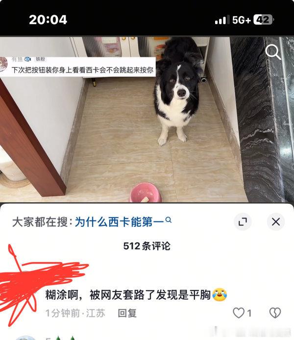 ？视频是一只边牧小狗按按钮吃零食此评论在..？好迷惑