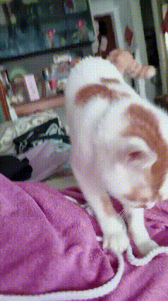 你瞅瞅这画面，看着心里可得劲！小猫咪先在主人小肚子上踩来踩去踩半晌，踩完直接就乖