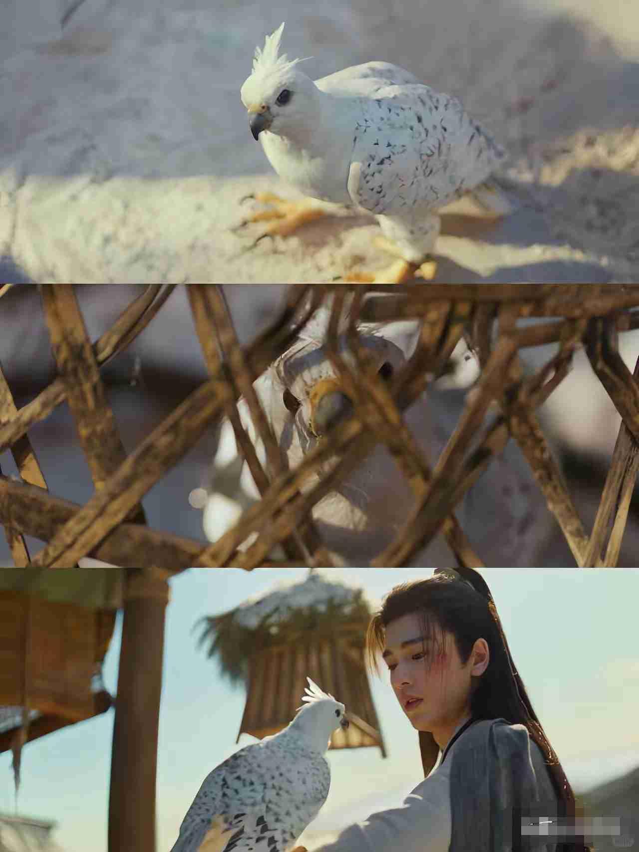 《逐玉》里那只海东青是不是看着特威风？别被它剧里憨憨的样子骗了，这货学名叫矛隼，