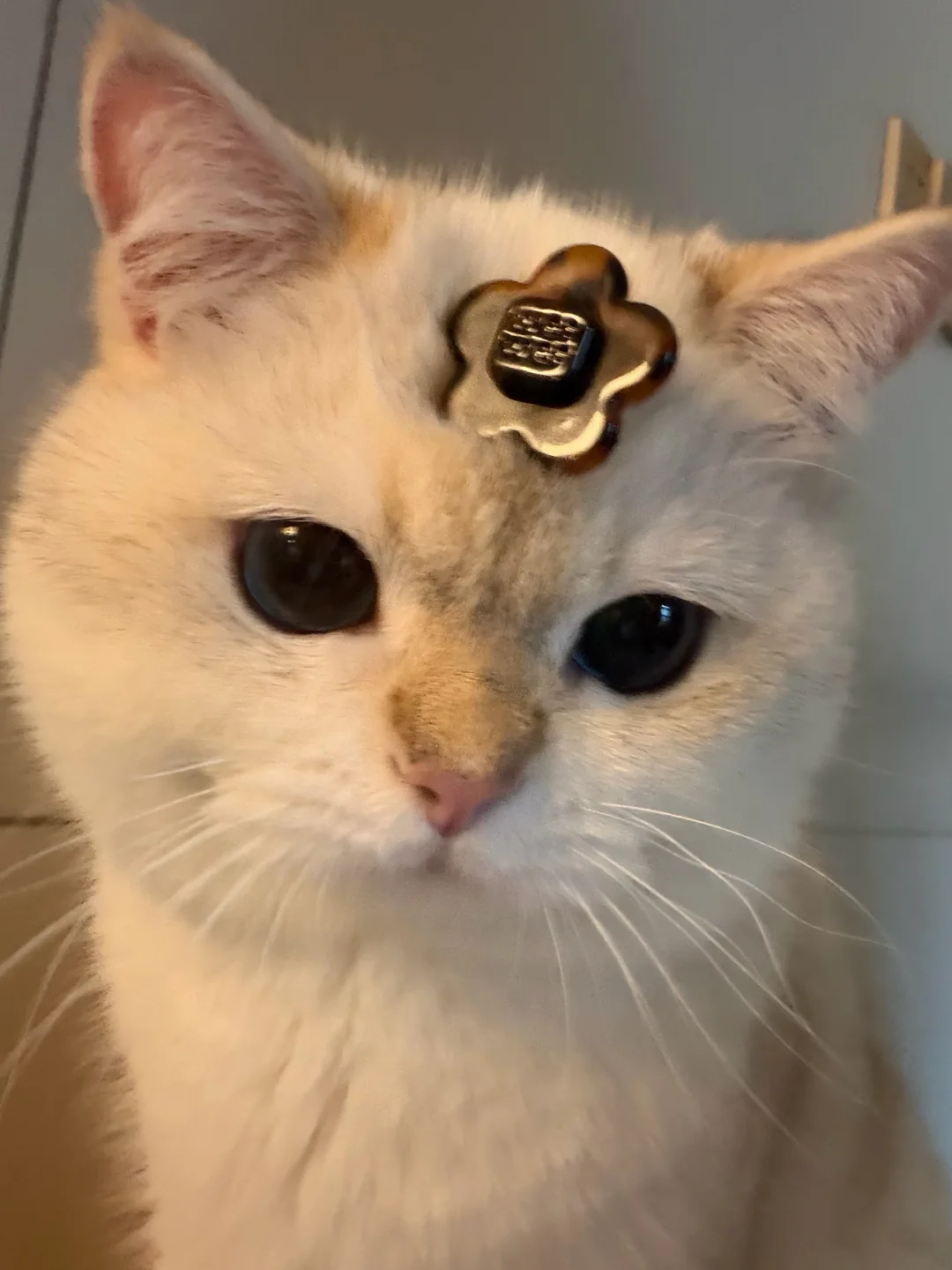 我嘟嘟逼人嘛？-`д´-