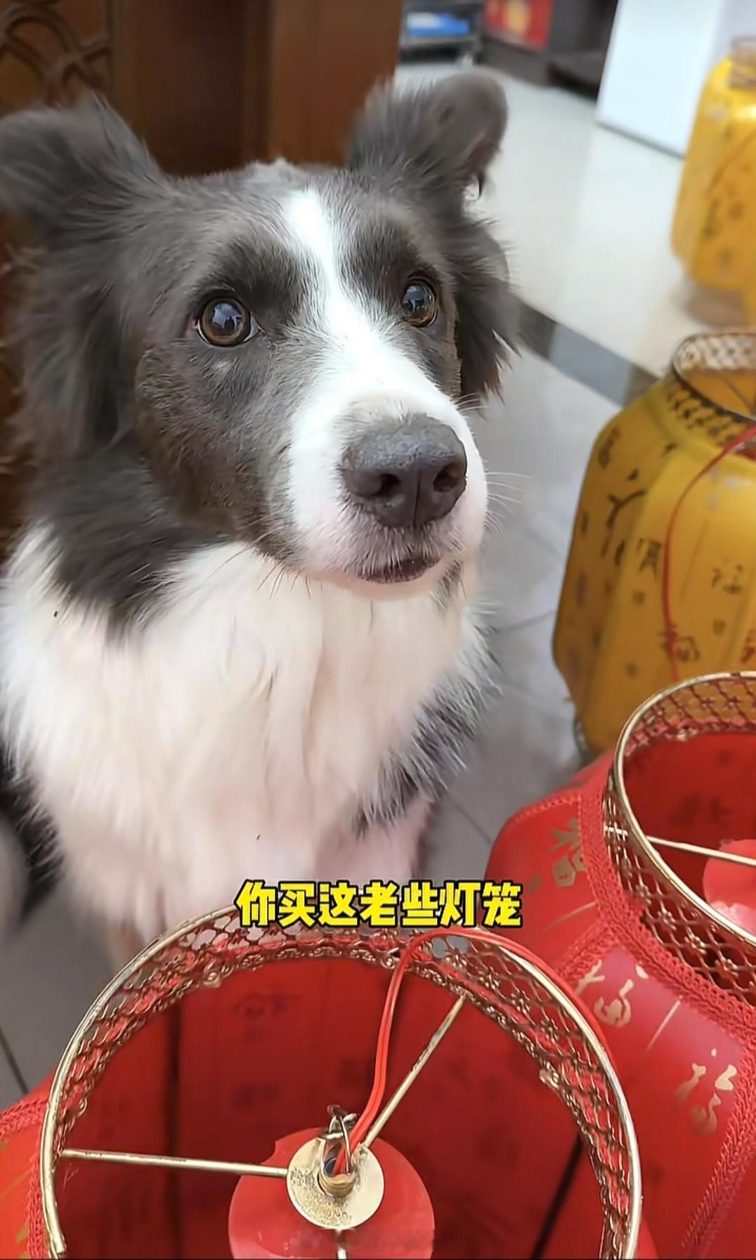 主人回应边牧凌晨下单100多个灯笼这是被狗坑了具象化了吗主人也是挺可怜的哈哈哈