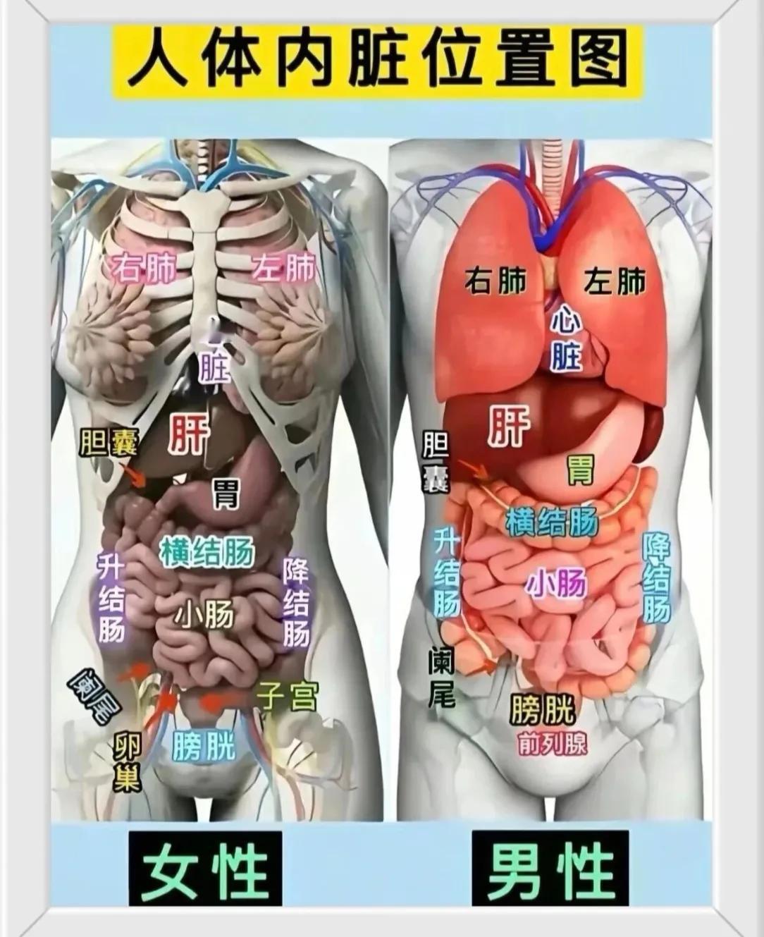 这张人体内脏图，把男女身体内部差别讲得明明白白。心肺、肝胆肠胃大部分器官位置都差