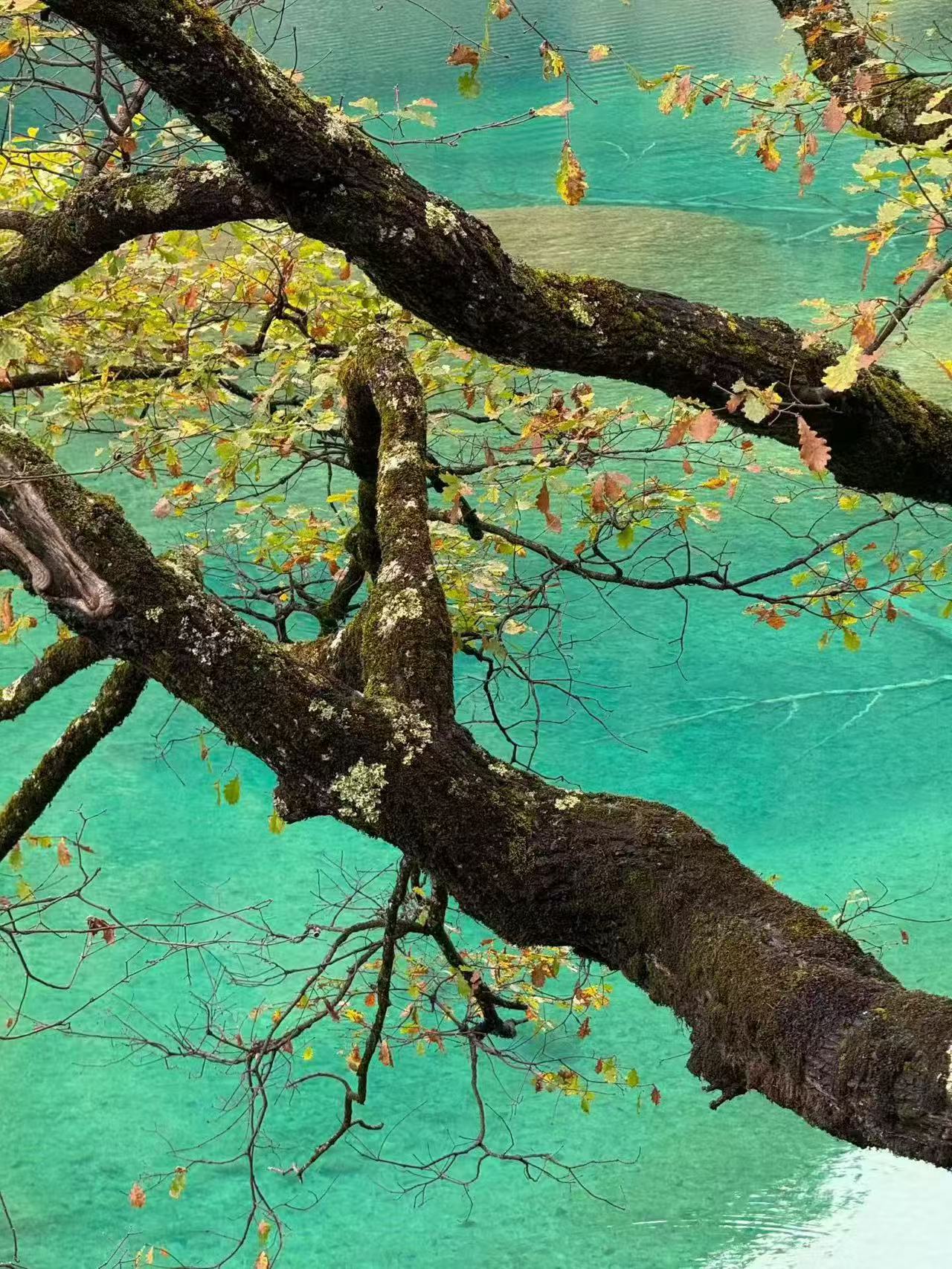 四川阿坝州旅游，毕棚沟攻略📒