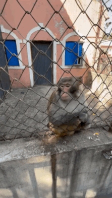 再逗一会儿就进化出会竖中指了