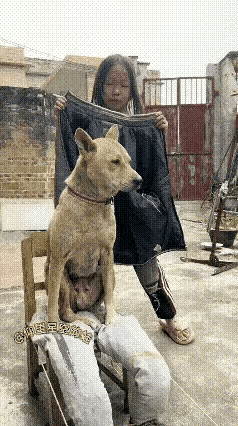 家人们谁懂啊！人类幼崽放假，受伤的居然是家里的毛孩子！