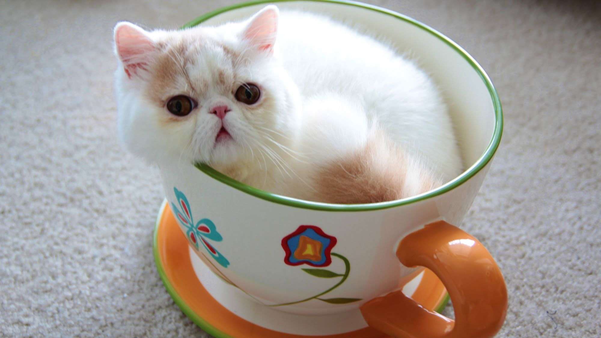 小猫和小狗在茶杯 库存图片. 图片 包括有 友谊, 蓝色, 年轻, 空白, 似猫, 逗人喜爱, 茶杯, 背包 - 33760545
