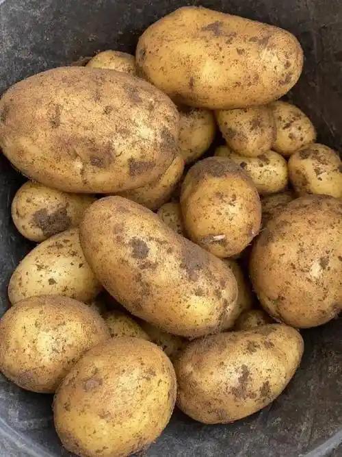 中国人为什么不把土豆当主食，而在欧美却是主食？其实原因很简单：因为土豆来得太晚了
