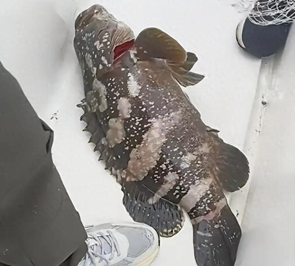 浙江舟山，一男子跟着朋友出海钓鱼，不过他是新手，出海前也没抱什么希望，就是想着去