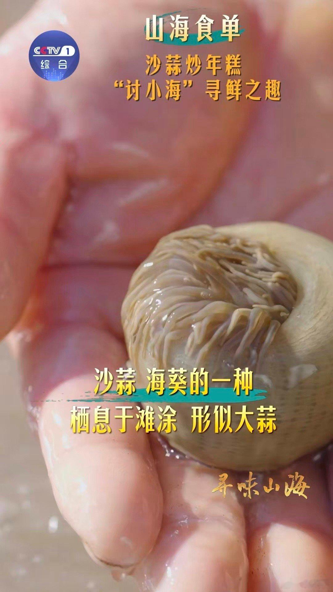 开盲盒式赶海太快乐了年糕成了沙蒜的鲜味放大器在临海讨小海寻沙蒜，与年糕、冬笋香菇