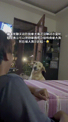 真的被这只狗狗的反应温柔治愈到了！网友和朋友闲聊，随口吐槽自家狗子长这么大