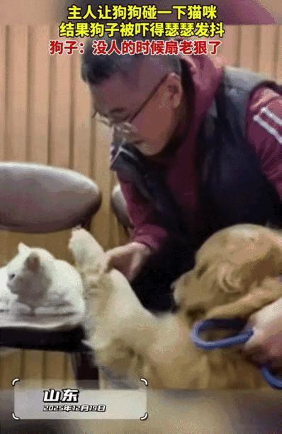 笑不活了！山东，主人带着狗狗去朋友家做客，刚好他家养了一只猫。主人见狗狗一直瞅着