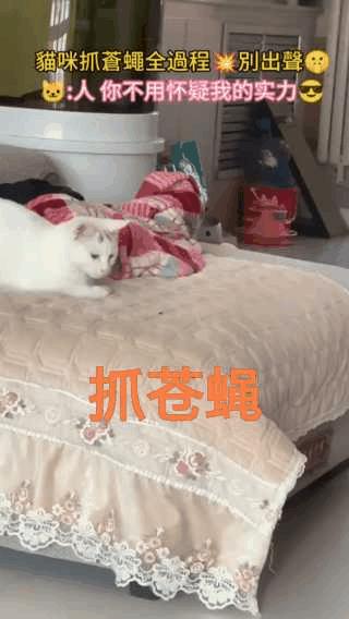 苍蝇也是肉，猫咪的速度太快了！上学时也会玩，一抓一个，在苍蝇上方十公分，手掌半