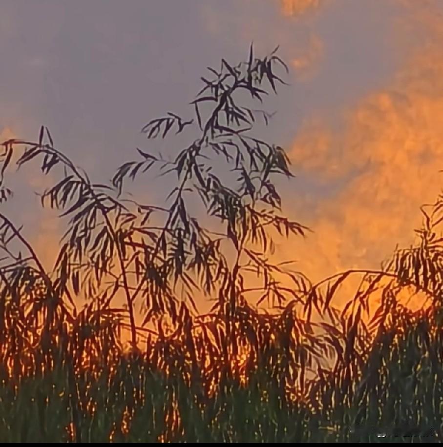 派出所打来电话，要东青去接她父亲。东青对着手机说：麻烦你帮他找一辆的士，送到某
