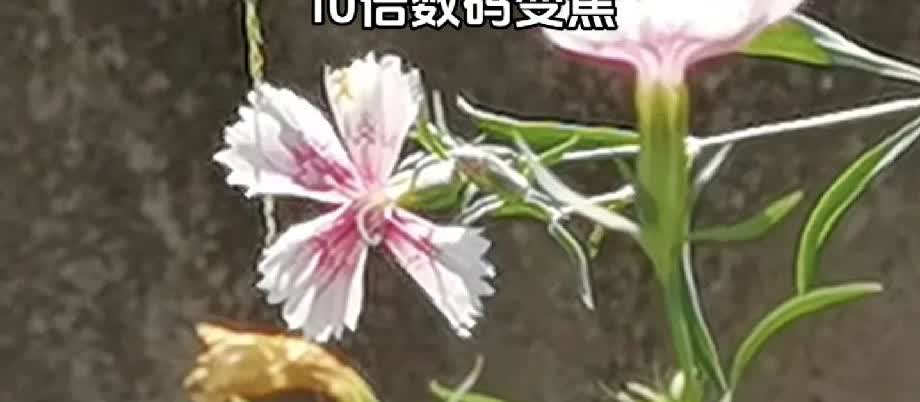 左边是6999的iPhone16十倍数码变焦拍的，右边是9999的华为P