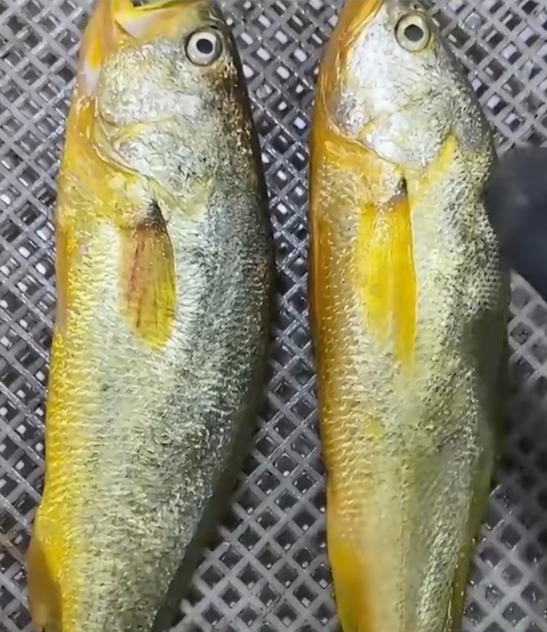 这两条黄花鱼，哪条是养殖的？哪条是野生的？