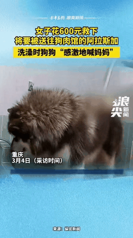 “太有灵性了！”重庆，一女子花600元救下了一只阿拉斯加，这只狗140斤，养它的