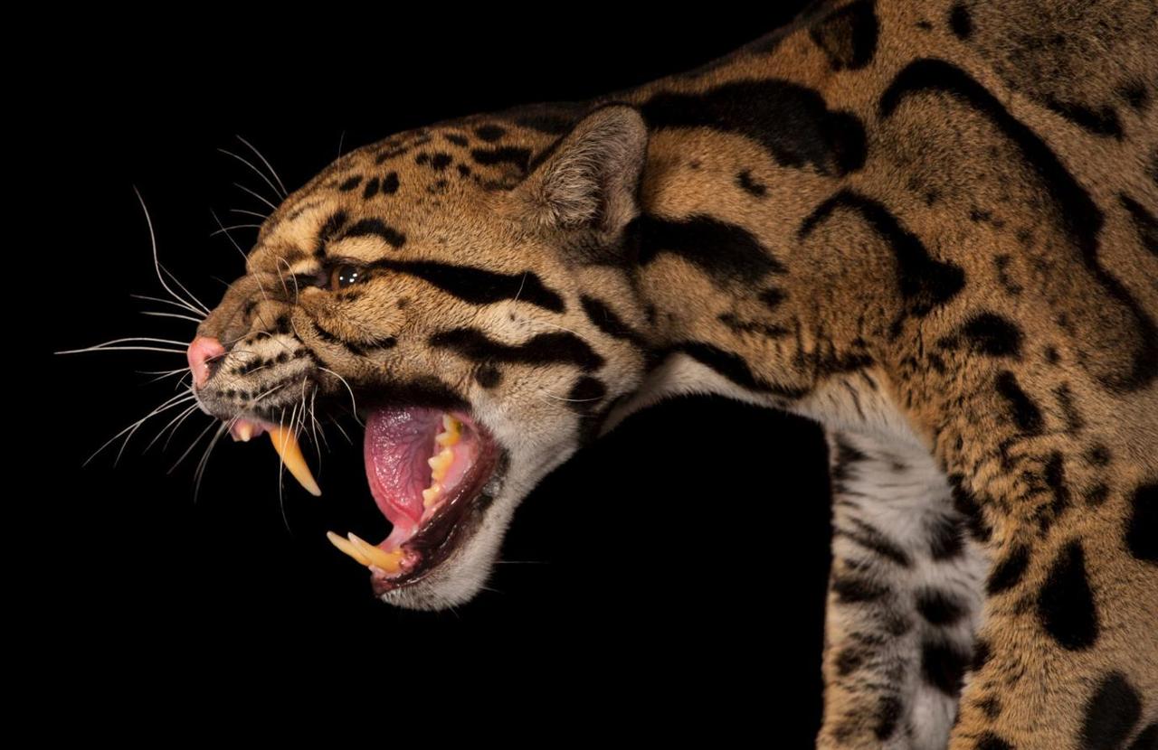 2025年11月28日，网友“@秘境墨脱”分享的一则红外相机录像引