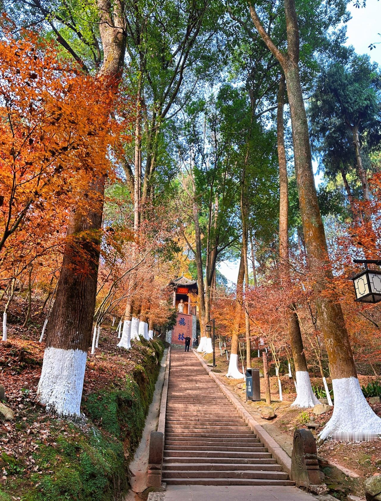 🚗成都1h直达！红枫漫山的禅意徒步地🍁📍成都🍁初冬的白鹤山把浪漫焊