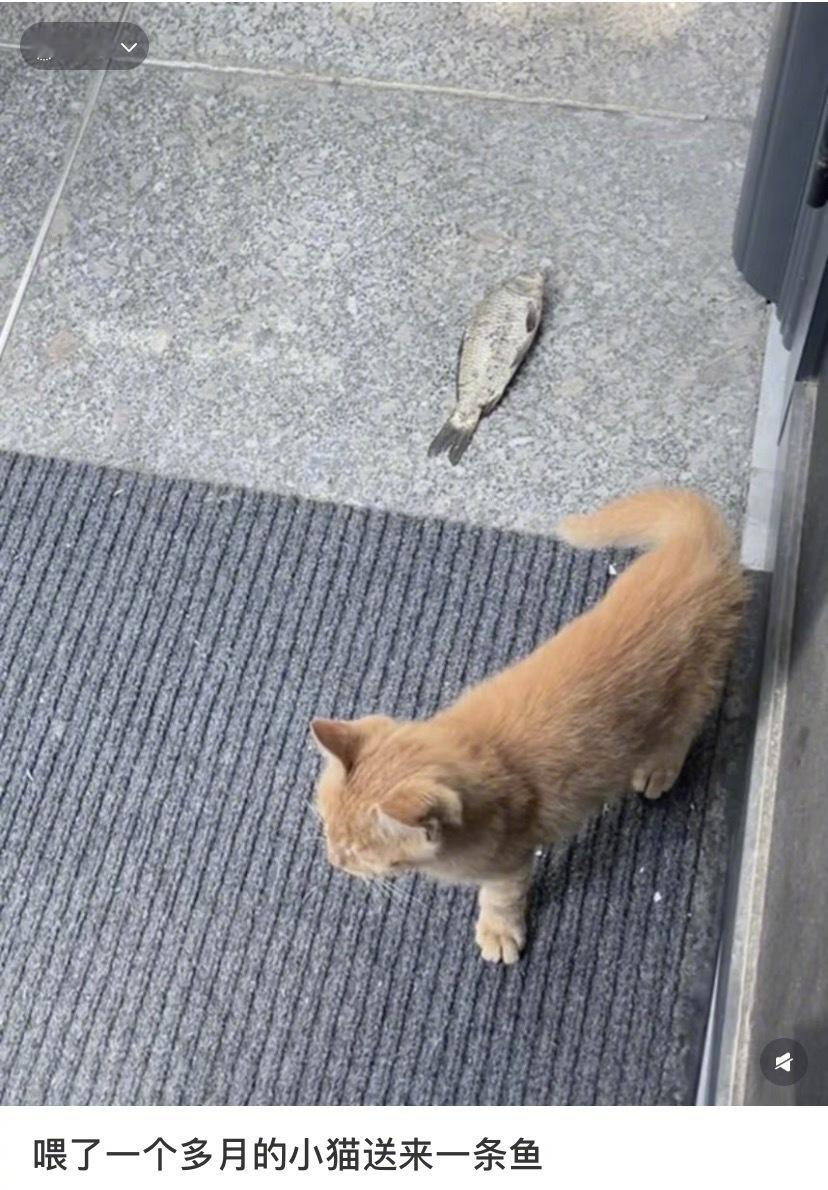 喂了一个多月的小猫送来一条鱼​​​