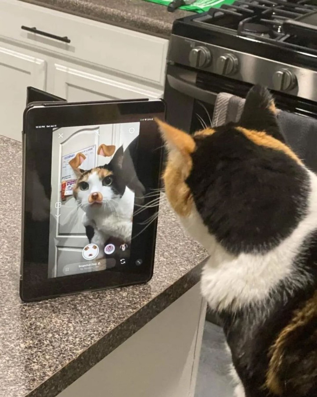 原来我是只猫​​​