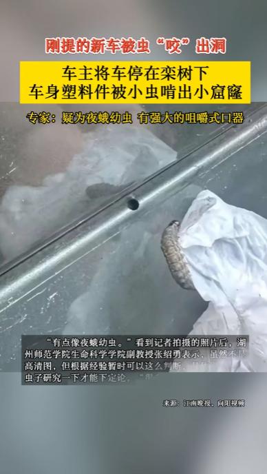 “差点解释不清了！”浙江，一男子把车停在树下，可当他准备开车离开时，却发现车身上