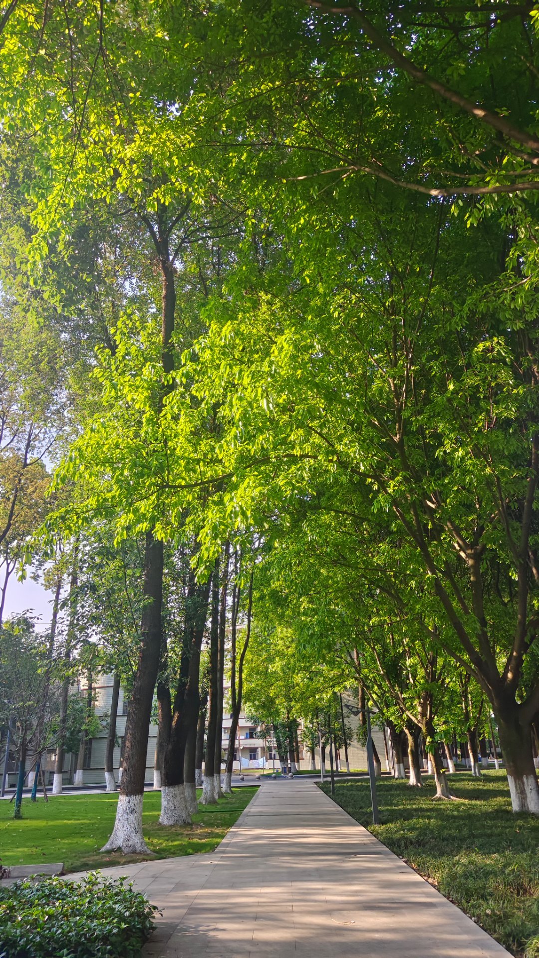 尝尝新出的奶茶🧋