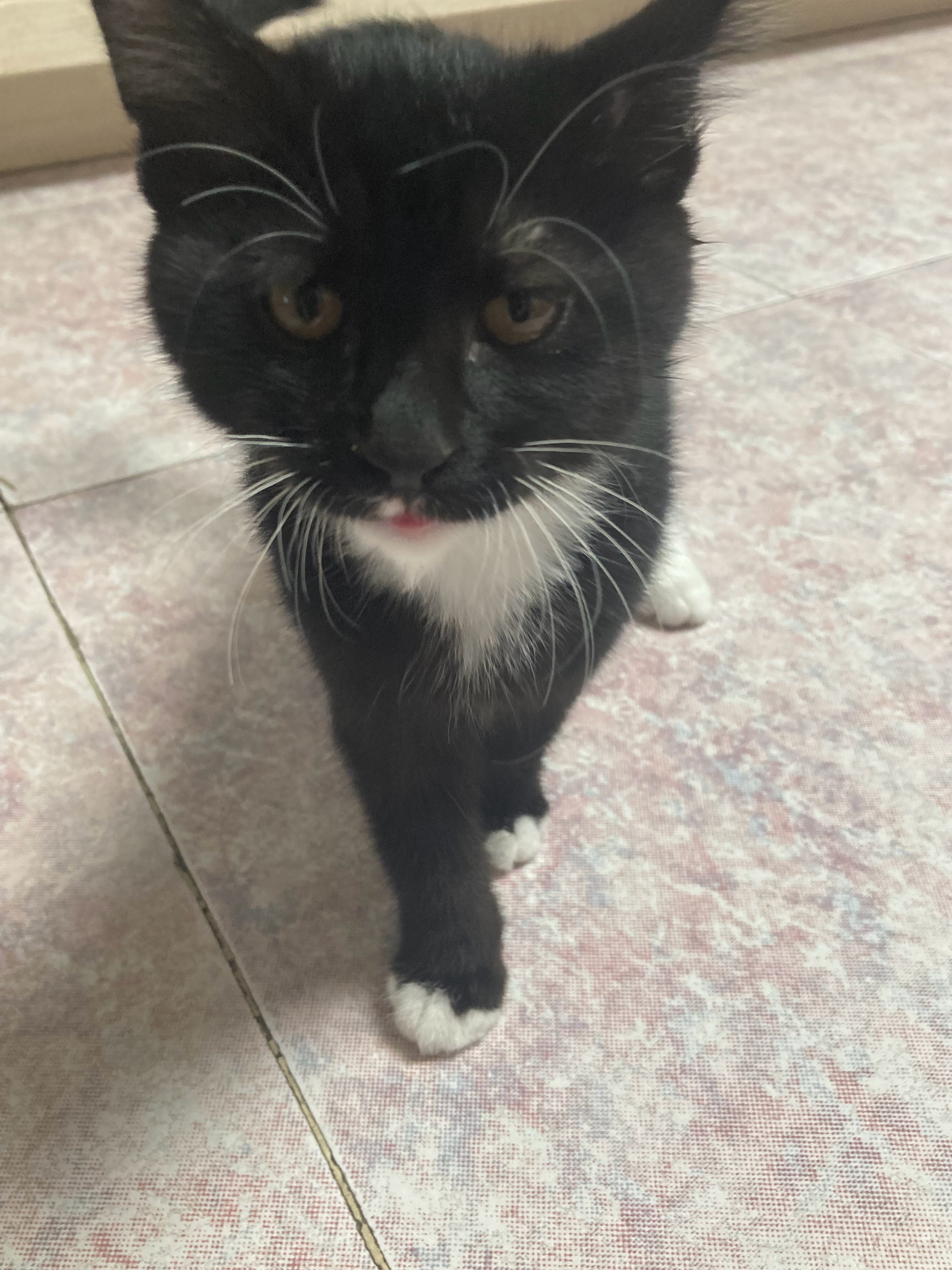 猫跑厕所去了……20多年前的老房子是卫浴不分离的那种，进去踩一趟都脏死了之前被我