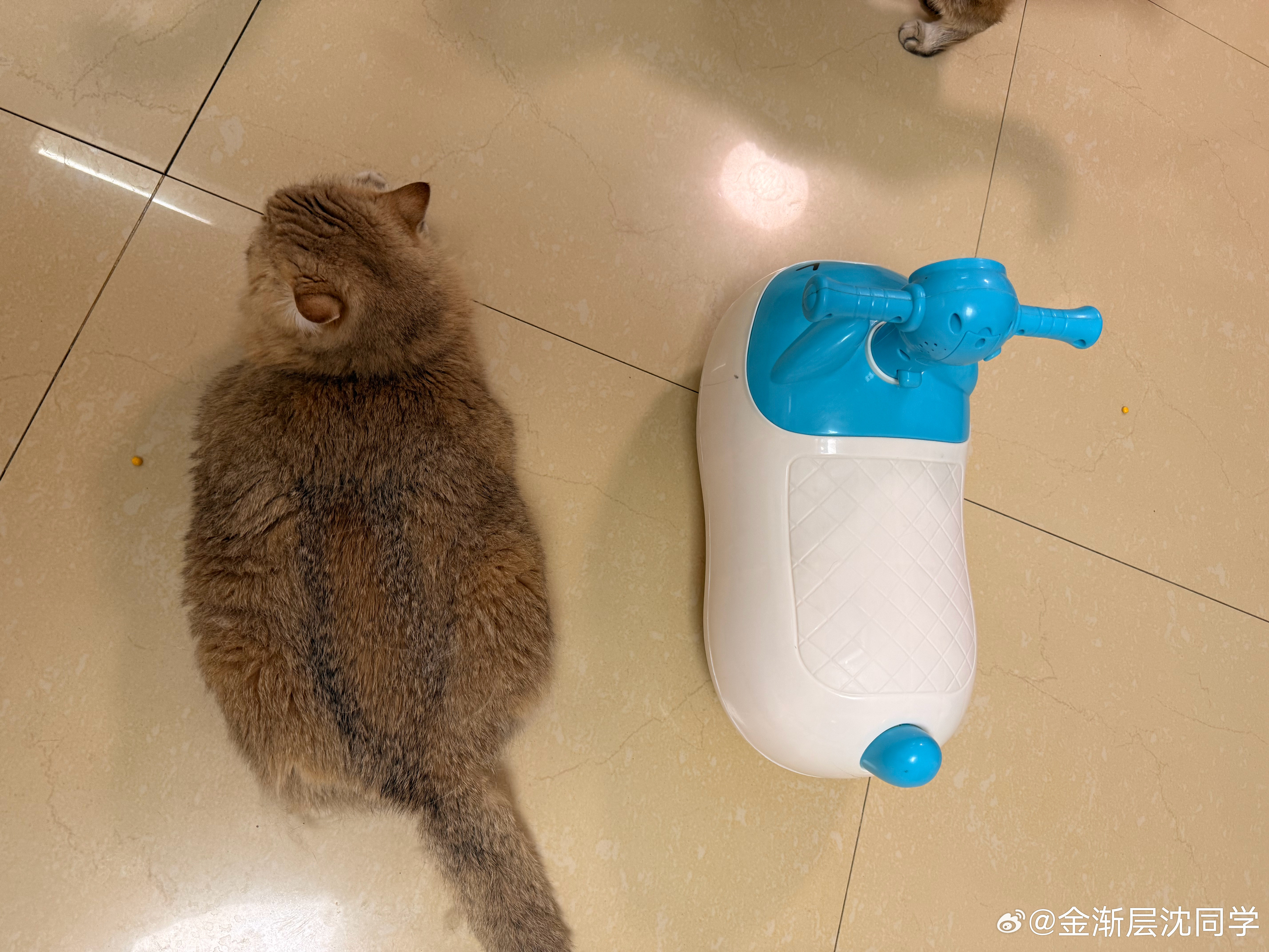 这算腰围吗？萌宠猫咪