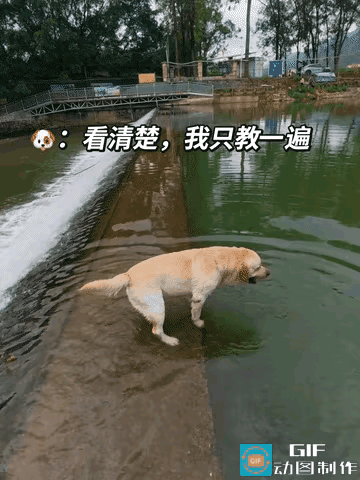 “太不可思议了”一只狗狗站在河边对着水面不停的“汪汪汪”的叫着，接下来的一幕让人