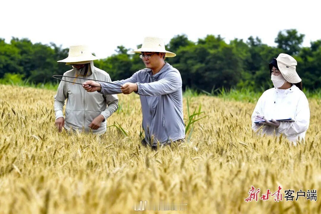 大美甘肃夏收画卷徐徐展开盛夏七月，陇原大地迎来了一年中最惊艳的时节，稻菽金黄，瓜