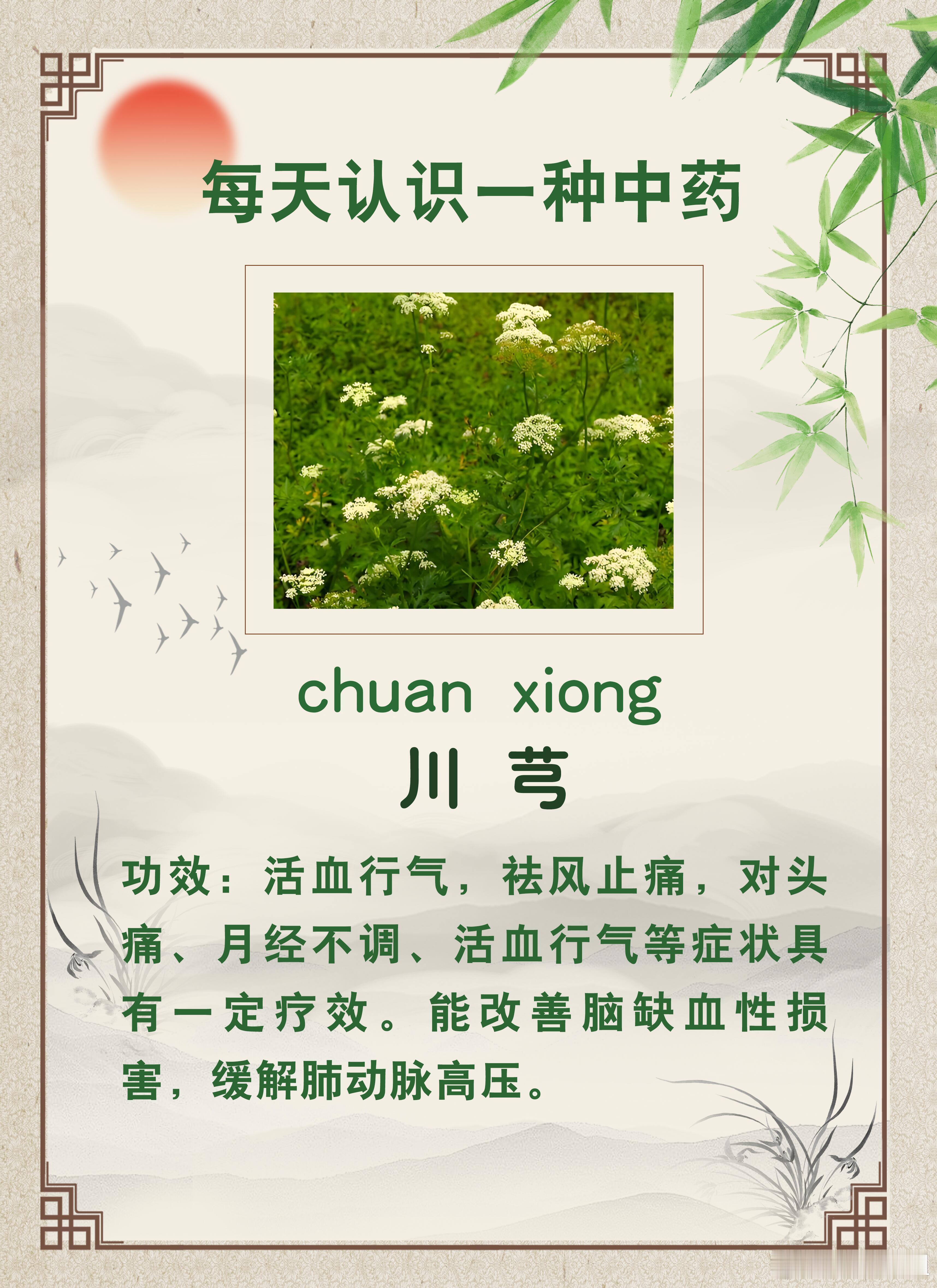 中医式生活、营养指导每天认识一种中药川芎川芎，是一种广泛用于活血化瘀的中药，被称