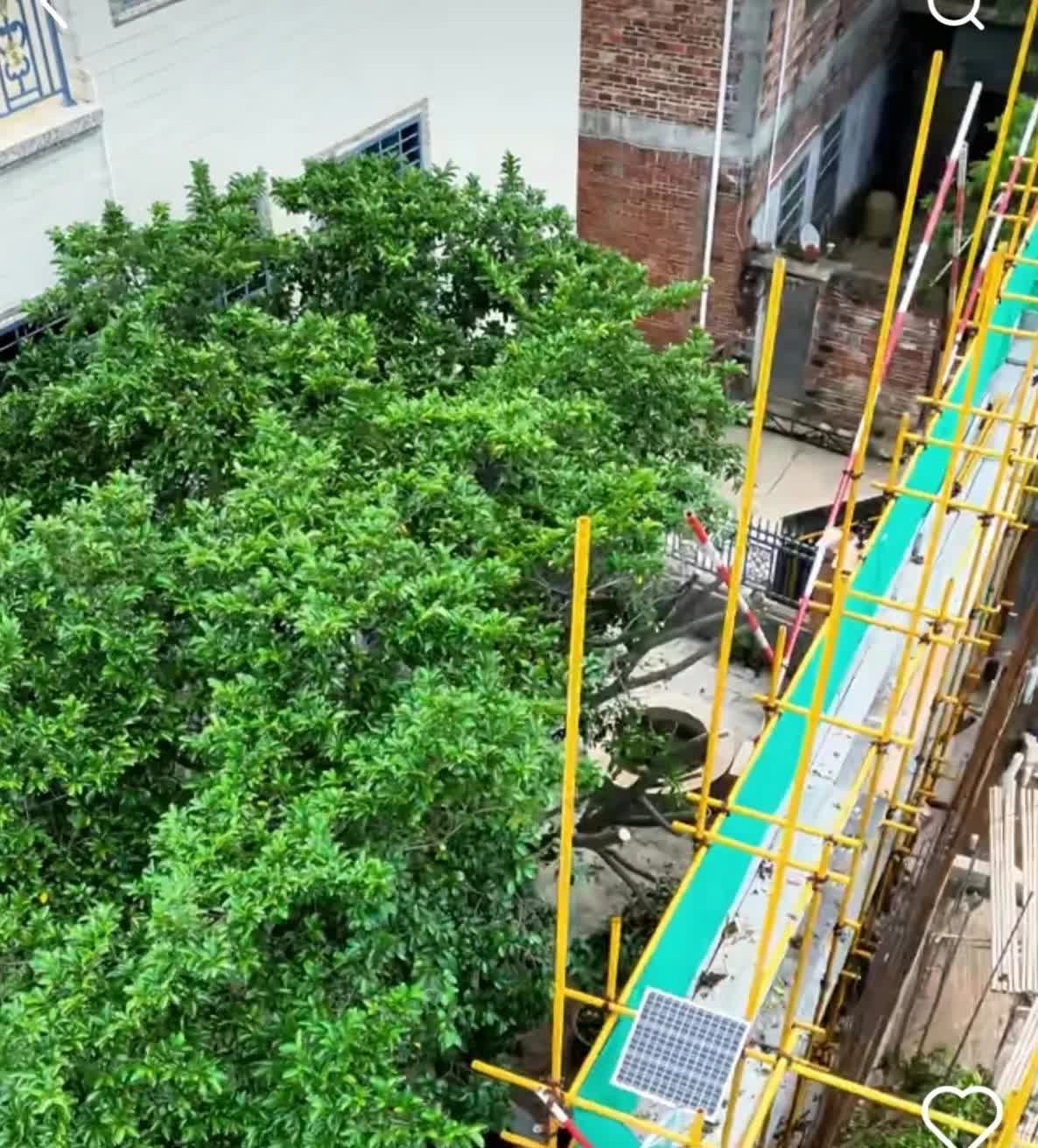 全红婵新家，邻居树木修剪好了，邻居常年不在家，所以没有沟通好。