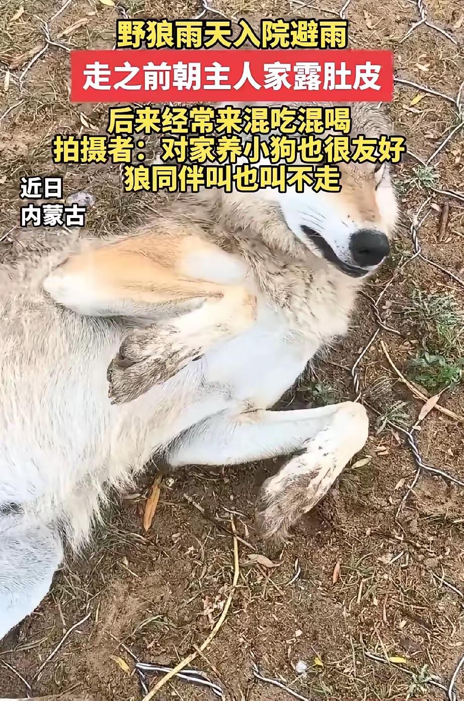 内蒙古，一只野狼下雨天跑进一户人家院子躲雨，谁知临走还对着人翻肚皮示好，不仅如此