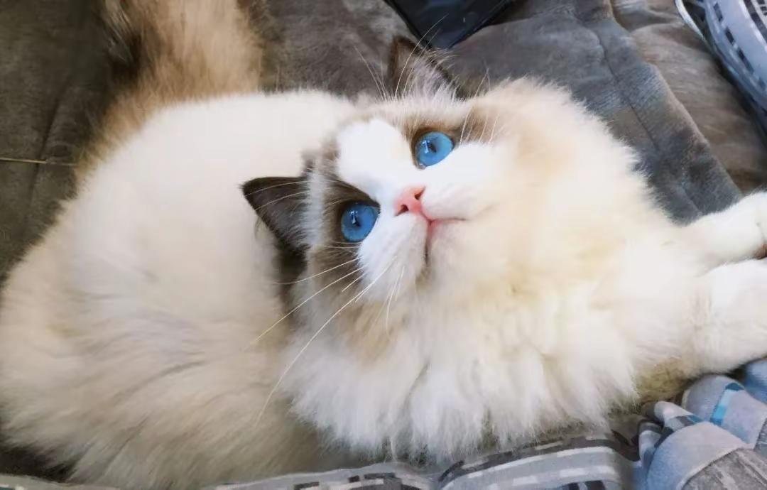 我的仙女布偶猫。布偶猫简直是人间萌物布偶猫布偶猫颜值天花板猫